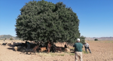 Nallıhan'da anıt ağaçlar kayıt altına alınıyor