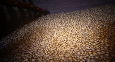 Nevşehir'deki depolarda yerini alan patateste tedarik sorunu öngörülmüyor