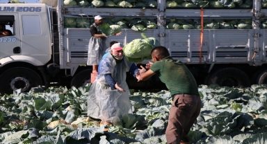 Niğde'de 130 bin ton lahana rekoltesi bekleniyor