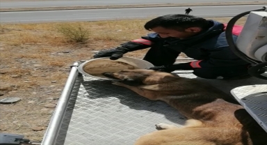 Sivas'ta dağ yamacında mahsur kalan köpeği itfaiye kurtardı