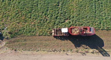 Sivas'ta şeker pancarında 1 milyon ton rekolte beklentisi 