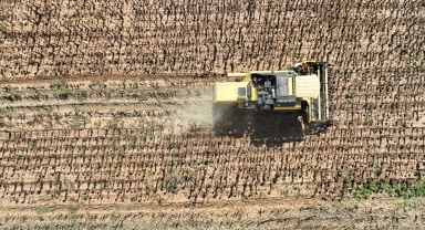Sivas'ta yağlık ayçiçeğinde hasat mesaisi başladı