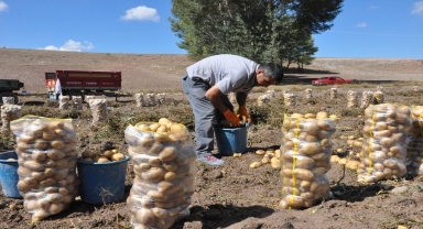 Sorgun'da patates hasadı başladı