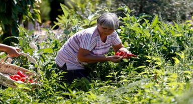 Sosyal medyada örgütlenerek dernekleşen üreticiler ata tohumlarını toprakla buluşturdu