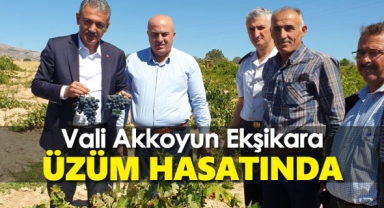 Vali Akkoyun Bozkandak Köyü'nde Ekşikara Üzüm Hasatında