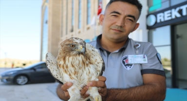 Yaralı kartala üniversite sahip çıktı