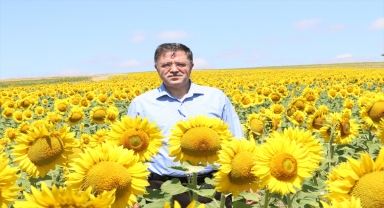 Yozgat çiftçisinin yağlık ayçiçeğindeki pazar sorunu çözüme kavuşturuldu
