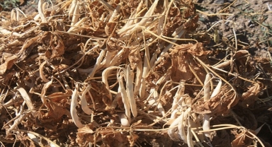 Yozgat'ta deneme ekimi yapılan kuru fasulyenin hasadı yapıldı