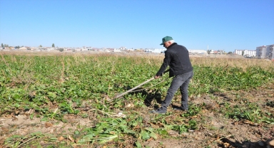 Yozgat'ta şeker pancarı çiftçisi açıklanan fiyatlardan memnun