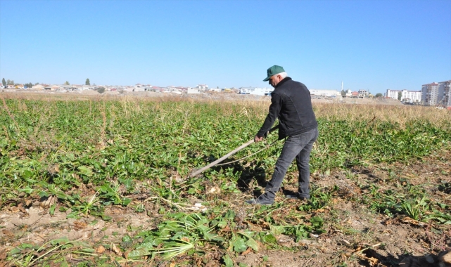 Yozgat'ta şeker pancarı çiftçisi açıklanan fiyatlardan memnun
