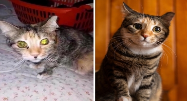 AA objektifinden, can dostlarını sevgiyle iyileştirenlerin hikayesi