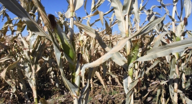 Aksaray'da ikinci ürün olarak ekilen silajlık mısırda verim beklentisi yüksek 