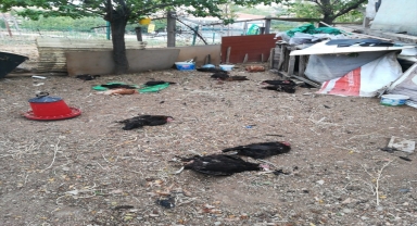 Altındağ'da sahipsiz hayvanların saldırısına uğrayan kümesteki tavuklar telef oldu