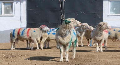 Anadolu merinosu ırkında yüzde 50 ikizlik oranı hedefleniyor
