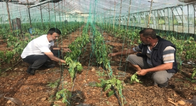 Antalya'da dolu ve fırtına tarım alanlarına zarar verdi