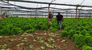 Antalya'da dolu ve fırtınadan etkilenen tarım alanlarında hasar tespiti yapılıyor