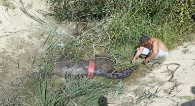 Antalya'da kanala düşen sahipsiz atı itfaiye kurtardı
