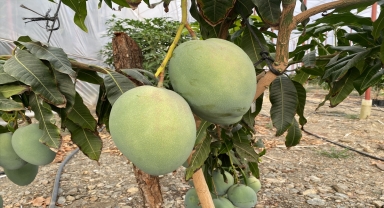 Antalya'da yetiştirilen mango yurt dışından da alıcı buluyor