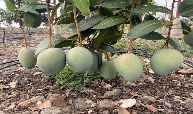 Antalya'da yetiştirilen mango yurt dışından da alıcı buluyor