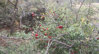 Beyşehir'de aileler kışlık marmelat için kuşburnu topluyor
