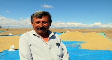 Çankırılı çeltik üreticileri bu yıl verimden memnun