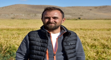 Dron ile ekilen ve ilaçlanan çeltik tarlalarında hasat sürüyor