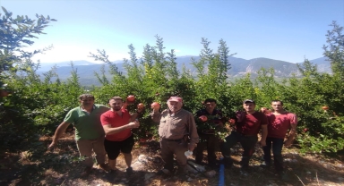 Finike'de Hicaz narının hasadına başlandı