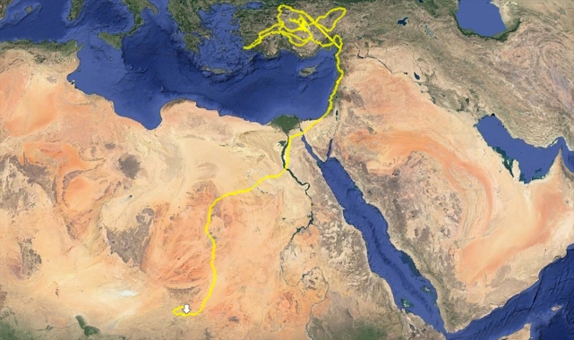 GRAFİKLİ - Konya'da takibe alınan bozkır kartalı, bir haftada Orta Afrika'ya ulaştı