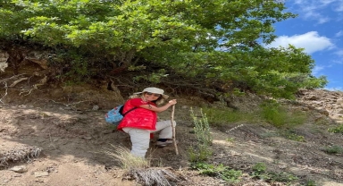 KAEÜ'nün AB projesi ile kuraklığa dayanıklı meşe popülasyonu araştırılıyor