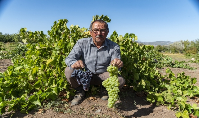 Kahramankazan'da kazanlar pekmez için kaynadı