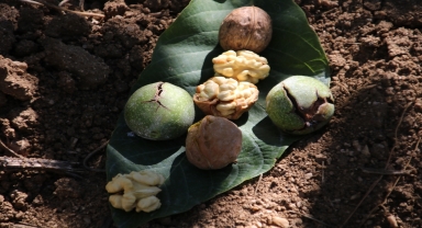 Kaman Ceviz Kültür ve Sanat Festivali başlıyor