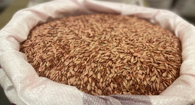 Kayseri'de ata tohumu gacer buğdayı dağıtıldı