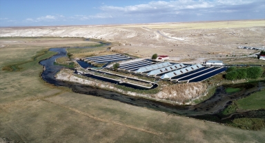 Kayseri'de üretilen milyonlarca alabalık yumurtası 30 kente gönderiliyor