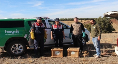 Kırıkkale'de yaralı kara akbaba tedavi altına alındı