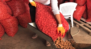 Kırşehir'de ceviz hasadı tamamlandı