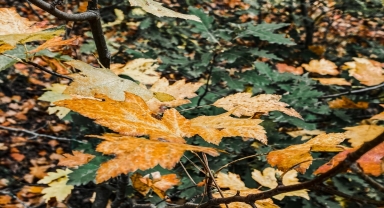Kızılcahamam sonbahar renklerine büründü