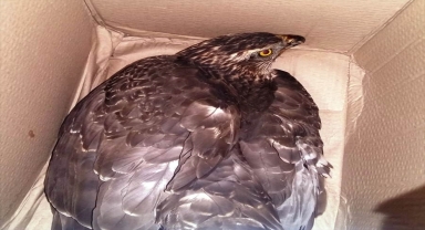 Konya'da bulunan yaralı şahin tedavi altına alındı