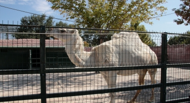 Konya'daki merkezde 9 ayda 500'e yakın yaban hayvanı tedavi edildi