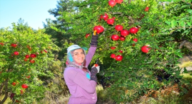 Kumluca'da bu sezon 20 bin ton nar yetiştirilmesi bekleniyor