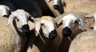 Malya Tarım İşletmesi, yerli koyun yetiştiriciliğine katkı sağlıyor