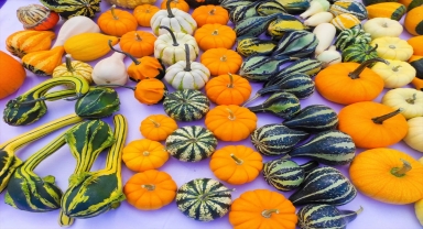 Nallıhan'da belediye önünde açılan süs kabağı satış standı ilgi görüyor