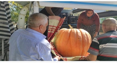 Nallıhan'da yetiştirilen iri kabağı 5 kişi güçlükle taşıdı