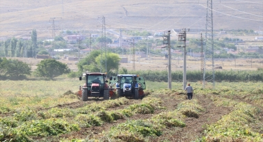 Niğde'de barbunya hasadı başladı 