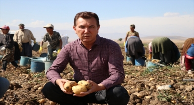 Niğde'de kışlık patates hasadı başladı 