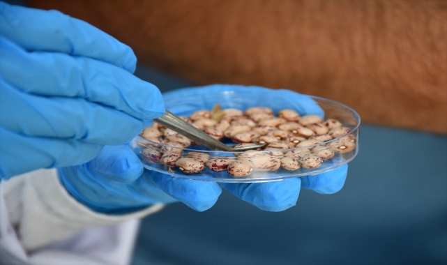 Protein deposu kuru fasulyenin yeni türleri çiftçiye alternatif ürün olacak