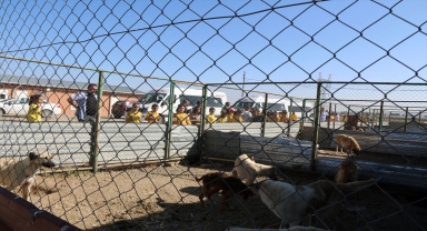 Şarkışla'da 4 Ekim Hayvanları Koruma Günü dolayısıyla etkinlik düzenlendi