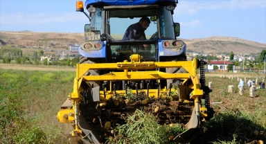 Sivas Cumhuriyet Üniversitesinde patates hasadı yapıldı