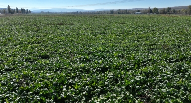 Sivas'ta şeker pancarında 1 milyon tonun üzerinde rekolte bekleniyor