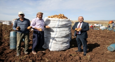 Sivas'ta yemeklik ve sanayi tipi patateste verim de ekim alanları da artıyor