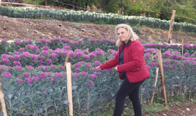Tohumunu getirttiği Hollanda'ya lahana çiçeği gönderiyor